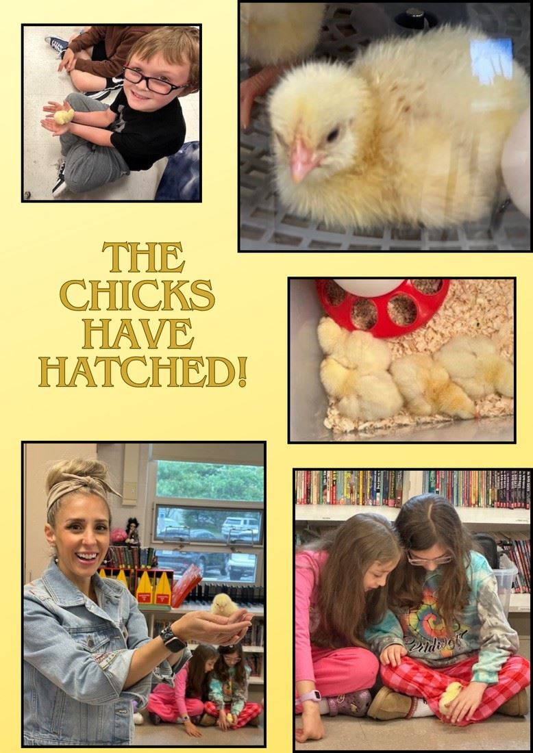  Baby Chicks Grade 3